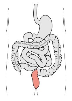Tractus intestinalis rectum.svg