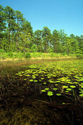 Patsy pond croatan nf.jpg