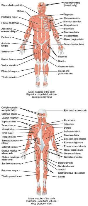 1105 Anterior and Posterior Views of Muscles.jpg