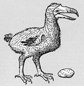 Drawing of a dodo next to a large gizzard stone