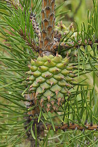 Pinus-pungens-04.JPG