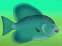 Psettopsis subarcuatus.jpg