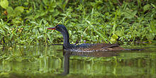 African Finfoot - Lake Mburu - Uganda.jpg