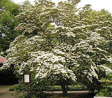 Bgbo cornus kousa var chinensis ies.jpg