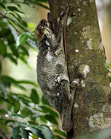 Colugo (Galeopterus variegatus, adult female), Central Catchment Area, Singapore - 20060618.jpg