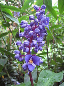 Dichorisandra thyrsiflora, RBGE 2009.jpg