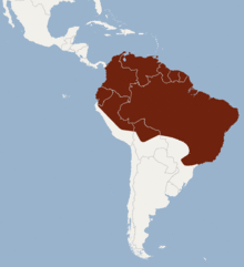 Distribution of Micronycteris megalotis.png