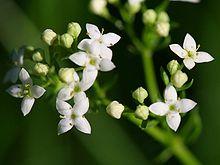 Galium harcynicum detail.jpeg