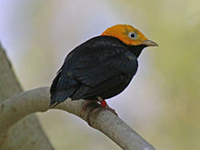Golden-headed Manakin RWD.jpg