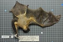 Naturalis Biodiversity Center - ZMA.MAM.28345.b ven - Nycteris grandis - skin.jpeg