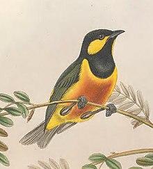 Oreocharis arfaki - The Birds of New Guinea (cropped).jpg