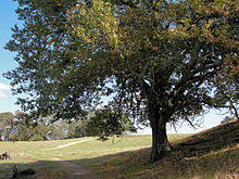 Quercus kelloggii Las Trampas.jpg