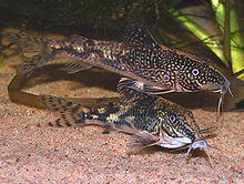 Schleromystax barbatus5015.jpg