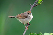 Trilling Cisticola, Sakania, DR Congo (16421861459).jpg