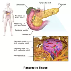 Blausen 0701 PancreaticTissue.png