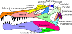Spinosaurus skull en.svg