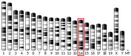 Chromosome 14 (mouse)