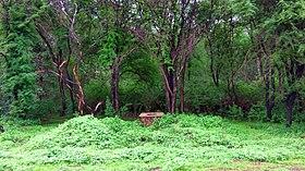Abujmarh (restricted area in chattisgarh).jpg