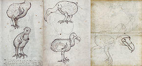 Several pages of a journal containing sketches of live and dead dodos