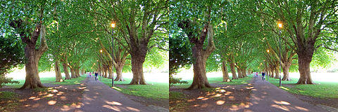 Cambridge Jesus Green avenue RL.jpg