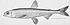 Pond smelt illustration.jpg
