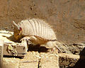 Chaetophractus nationi, Oruro, Bolivia - 20090824.jpg