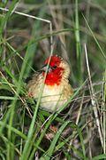 Quelea cardinalis - Cardinal Quelea.jpg