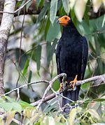 Black Caracara - Chupacacao Negro (Daptrius ater) (14909975447) (cropped).jpg