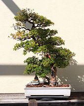 Pauper's Tea bonsai 115, October 10, 2008.jpg