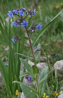 Anchusa barrelieri.jpg