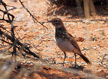 Certhilauda burra -near Springbok, Northern Cape, South Africa-6.jpg