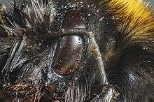 Compound eye of a bumblebee
