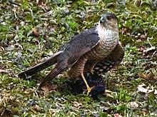 Female sharp-shinned hawk with prey. (Robin).jpg