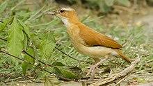 Furnarius longirostris - Caribbean Hornero; Puerto Colombia, Atlántico, Colombia.jpg