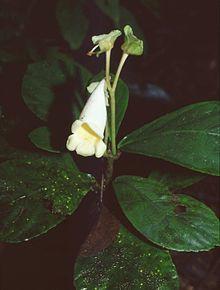 Gasteranthus delphinioides 1.jpg