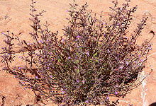Hedeoma nana 1.jpg