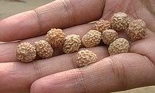 Jujube seed