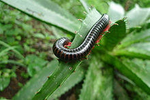 Millipede in South Africa 01.jpg