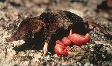 Northern water shrew with young.jpg