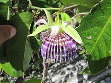 Passiflora Laurifolia - flower 1.jpg