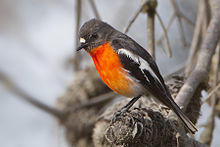 Petroica phoenicea 2 - Goat's Beach.jpg