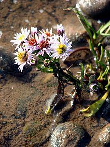Sea Aster.jpg