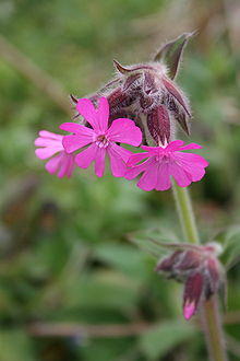 Silene dioica Crozon 060416w.jpg