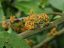 Urera simplex (fruit).jpg