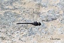 Zygonyx torridus.jpg