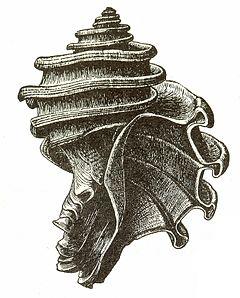 Maryland's State Fossil, Ecphora gardnerae gardnerae