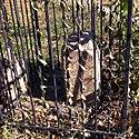 Boundary Stone (District of Columbia) NE 6.jpg