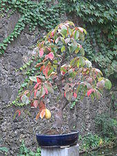 Mangifera bonsai.jpg