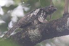 A nesting Sunda Frogmouth (Batrachostomus cornutus) at Namang Village, Central Bangka, Indonesia.jpg