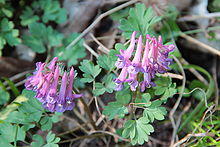 Corydalis solida - Bois d'Havré (1).jpg